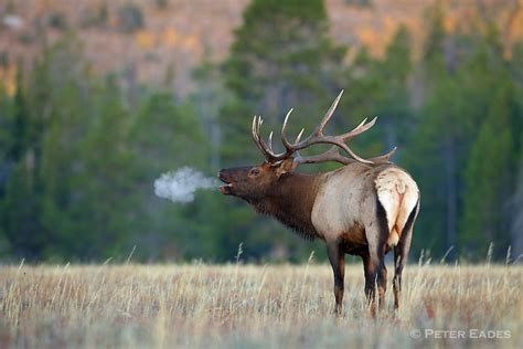 Bull Elk Bugling on Cold Morning | Peter Eades Wildlife Photography