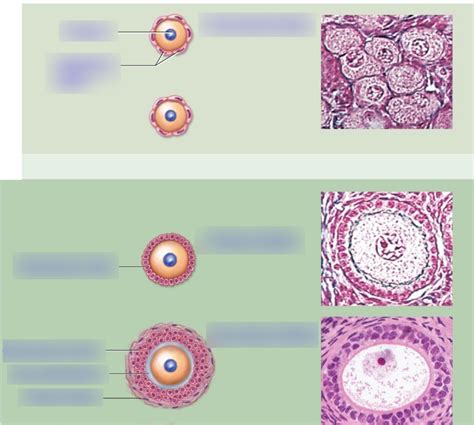 Folliculogenesis Diagram | Quizlet