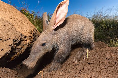 digging - Animal Stock Photos - Kimballstock