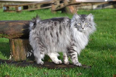 Kurilian Bobtail Cat Breed History, Characteristics and Price