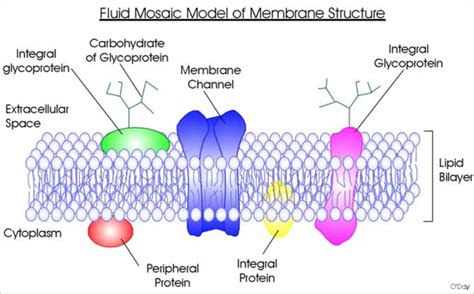 Biology AS : Fluid mosaic model