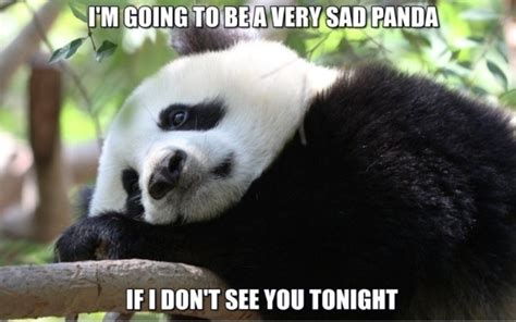 80 Amazing Panda Memes