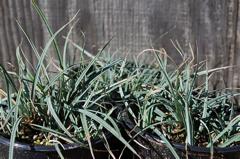 Carex flacca ‘Blue Zinger’ (C. glauca) Blue Zinger Sedge