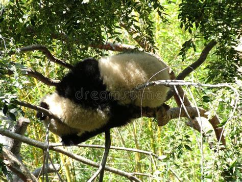 Cute Panda Sleeping on the Tree. Stock Photo - Image of sleep, nature ...