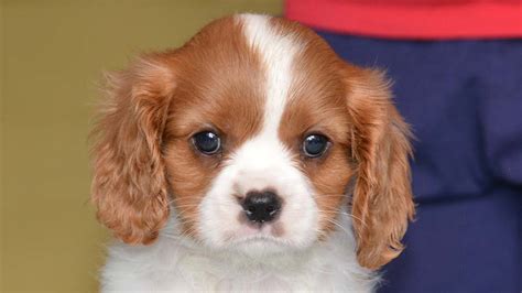 English Toy Spaniel - Price, Temperament, Life span