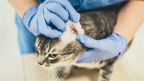 Demodectic Mange In Cats: Symptoms, Causes, & Treatments - CatTime