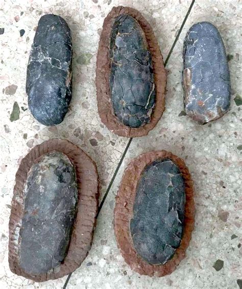 Are these real dinosaur eggs? - Is It Real? How to Recognize Fossil Fabrications - The Fossil Forum