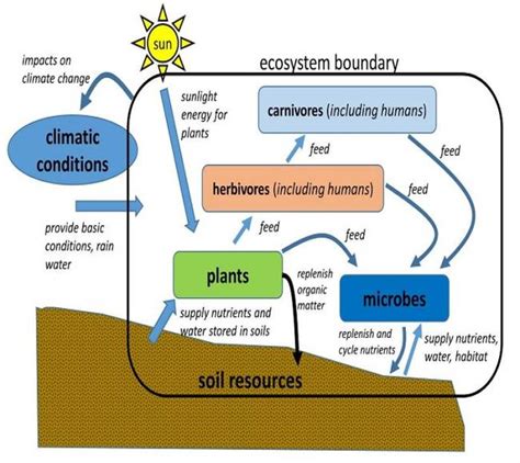 simplified_diagram_typical_ecosyste.jpg