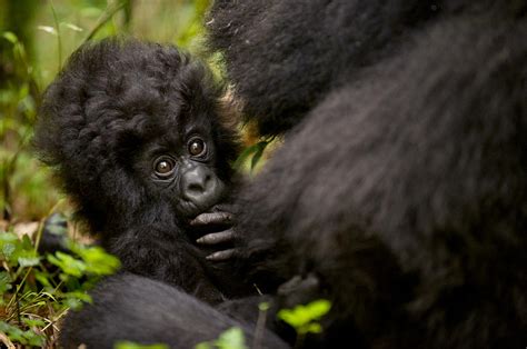 Gorilla mountain Gorilla beringei beringei Photograph by Carol Gregory