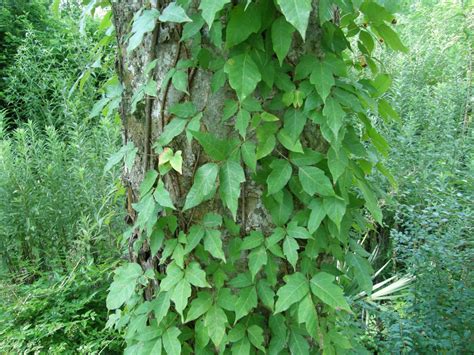 Poison ivy: how to identify and kill it without damaging other plants | Home/Garden | nola.com