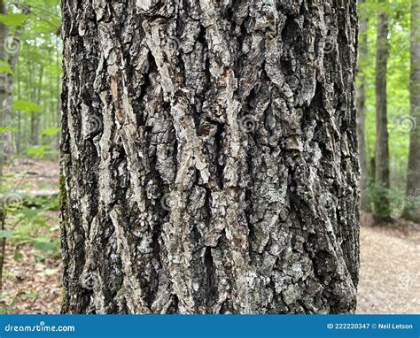 Tree Identification. Tree Bark. Mockernut Hickory. Carya Tomentosa ...