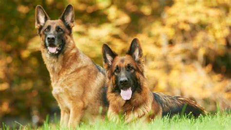 When Does German Shepherd Stop Growing? (Growth Guide) – GSD Colony