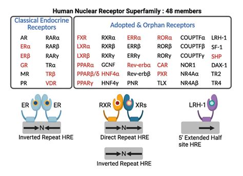 Human nuclear receptor superfamily. Human genome encodes 48 members of ...