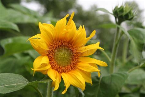 Golden Sunflower in Full Bloom Stock Image - Image of delicate, glowing: 111062645