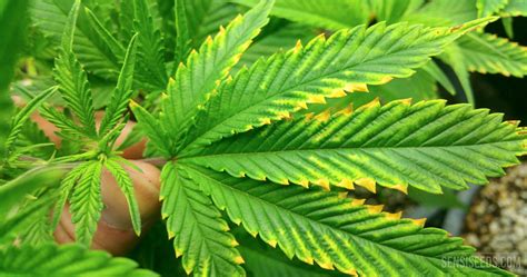 Magnesium deficiency in cannabis plants - how to spot it, and what to do - Sensi Seeds