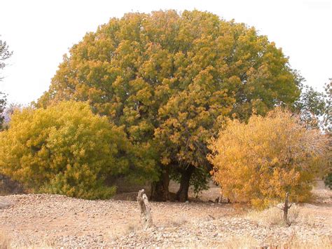 Pistacia atlantica - Plant Biodiversity of South-Western Morocco