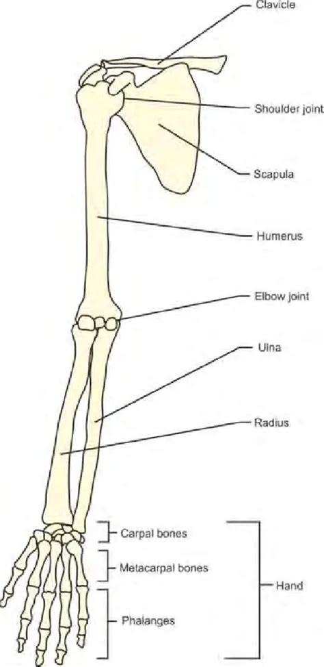 Upper Limb Bones Anatomy - Samarpan Physio