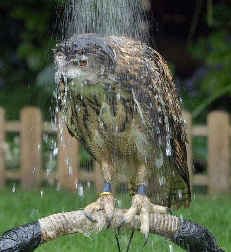 This Funny Gallery Of Wet Owls Is All You Need Today | Owl, Funny birds ...