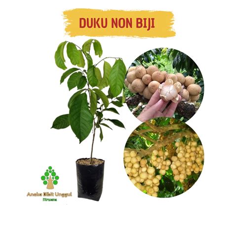 Jual BIBIT DUKU TANPA BIJI - BIBIT DUKU - BIBIT BUAH DUKU - DUKU TANPA ...