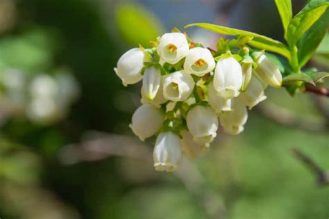 Blueberry Diseases » Identification & Control Tips