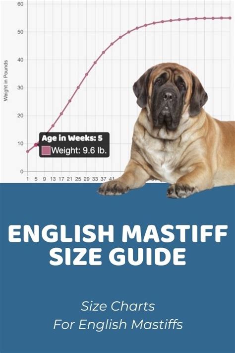 English Mastiff Size Chart: How Big Is A Full-Grown English Mastiff?