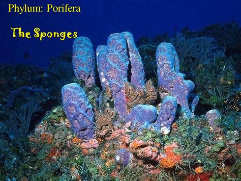 porifera - Google Search | Porifera | Pinterest