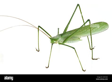 Katydid (Tettigoniidae), newly discovered species, Suriname Stock Photo ...