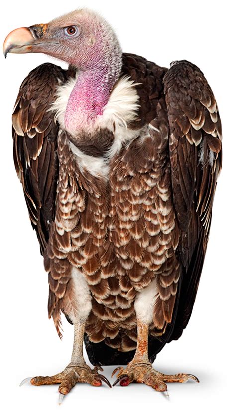 Vulture Birds | Vulture Facts for Kids | DK Find Out