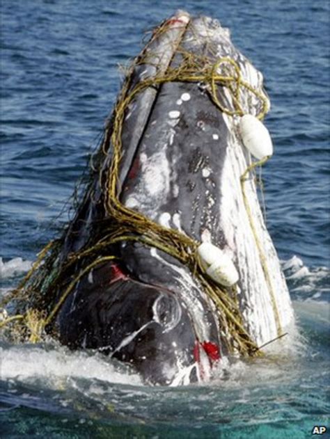 Whaling meeting 'ignores needs of whales' - BBC News