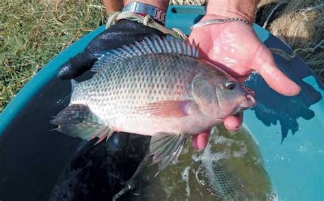 Tilapia Fish Farming Business Plan | Fishfarmtank.com | Fish farming, Tilapia fish farming, Fish