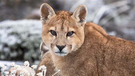 Good NATURE: Pumas: Legends of the Ice Mountains | Blog | Nature | PBS