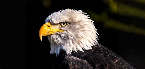 Bald-Eagle-Beak-CROP_Web | Good Nature Travel Blog