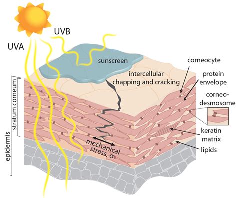 Screening sunscreens: protecting the biomechanical barrier of skin from ultraviolet radiation ...