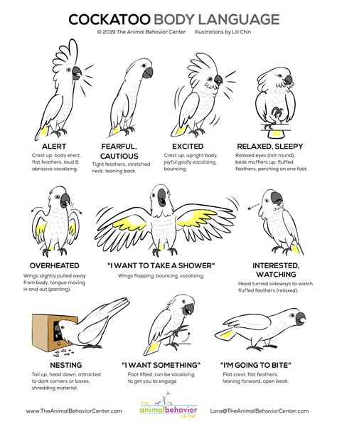 Doggie Drawings: Infographics