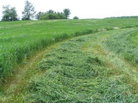 The Different Types Of Perennial Grasses That Can Be Used To Make Hay ...