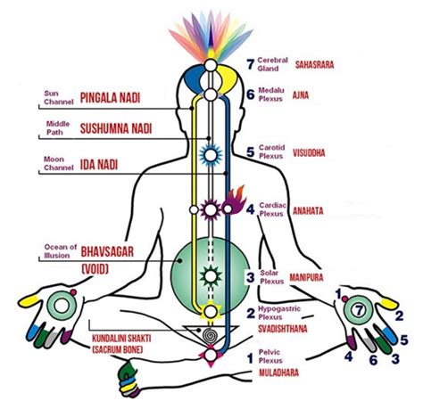 What Is the Physiology of Kundalini and Chakras and How Kundalini Became Synonyms With Supreme ...