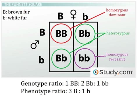 Monohybrid Cross Diagram