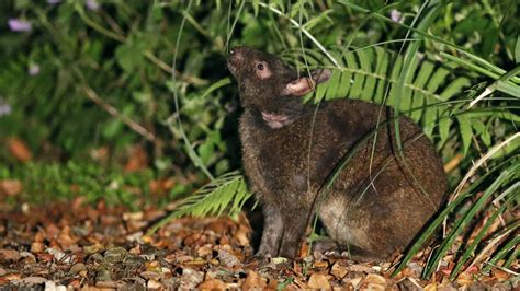 How Rare Island Bunnies Do a Parasitic Plant’s Bidding - The New York Times