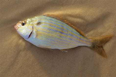 Can You Eat Pinfish? - Fishmasters.com