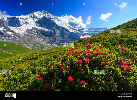 Alps, Alpine flora, Alpine rose, Alpine roses, view, mountain, mountain ...