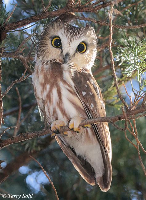 Eastern Screech Owl - Megascops asio