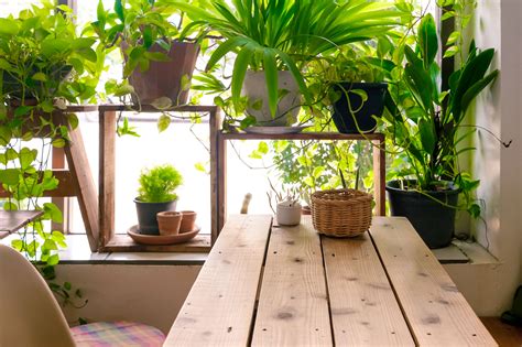 Growing an indoor garden: Tips to ‘Make a Plant Love You’ - WTOP News