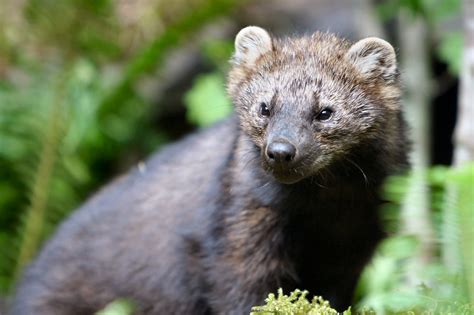 Fisher Reintroduction - Olympic National Park (U.S. National Park Service)