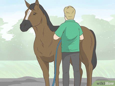 How to Clean the Sheath of a Horse (with Pictures) - wikiHow