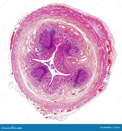 Histology Of The Appendix Stock Photo | CartoonDealer.com #44133822