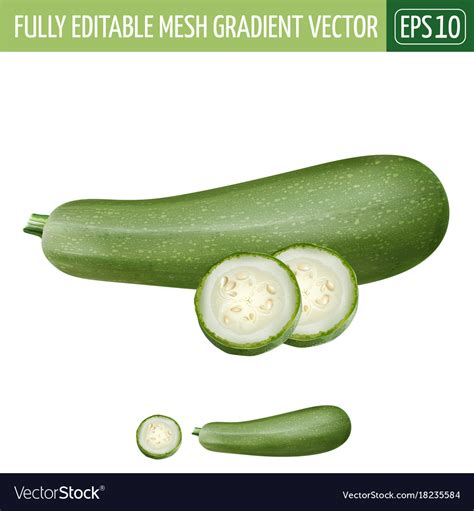 Zucchini on white background Royalty Free Vector Image