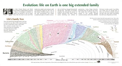 BMD Love Blog | Evolution, Life poster, Tree of life evolution