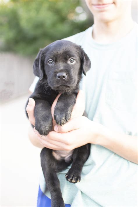 Available Black Labrador Female Puppy! - Kindred Pupavailable black ...