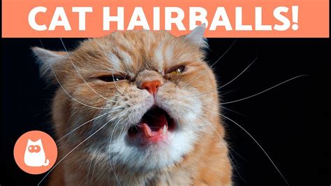 How To Get Your Cat To Cough Up A Hairball - Cat Lovster