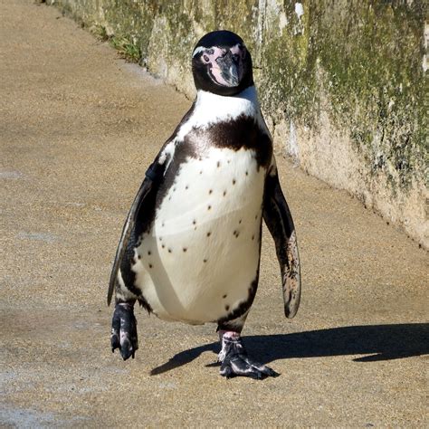 A penguin waddling around the pool at the Cotswold Wildlife Park. | Cotswold wildlife park ...